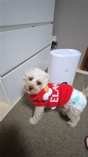 報・連・相の報が得意なトイプー #トイプードル #犬 #犬のいる生活 #toypoodle #かわいい #可愛い #dog#ボール#おもちゃ #遊ぶ #報告 #報告上手©️音読さん