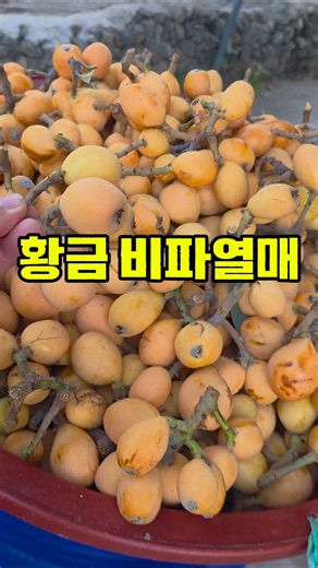 횡금비파의 계절 #황금비파#비파 #시골살이 #여름과일 #귀촌생활