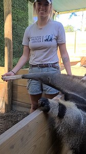 Giant Anteater! Come see him at 👉 North Florida Wildlife Center | Wild Charles