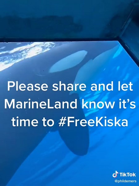 Meet Kiska, MarineLand Canada’s last surviving orca. She needs her our voice. #freekiska #freesmooshi #captivitykills #whale #animalsoftiktok #animal