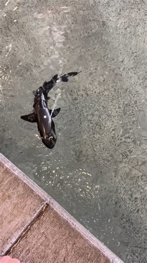 Watch Awesome remote control shark toy! Perfect for the pool on Amazon Live