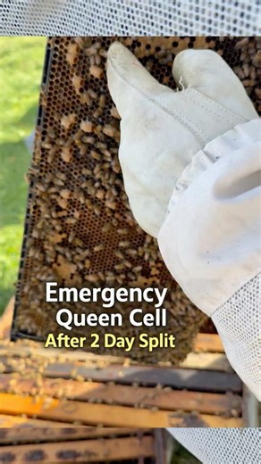 Emergency Queen Cells After 2 Day Splits