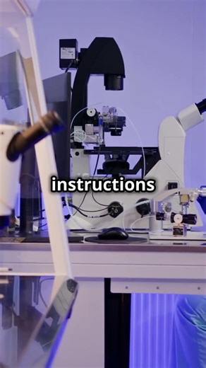 Genetic Mutations and Non-Genomic Dysregulation in Human Preimplantation Embryo Arrest