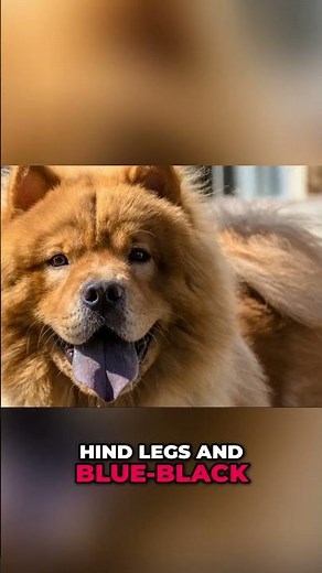 Chow Chow: Lion Dog? Is This Ancient Breed for You? #shorts
