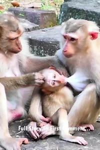 1.7M views · 8.8K reactions | In the wild, mother monkeys are known...