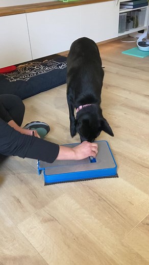 diggerdognailfile on TikTok