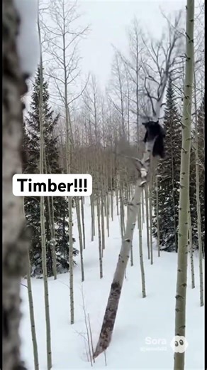 Subscribe 👉 to see more! Black #bear fail! Soft landings are nice.