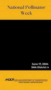 3.4K views · 12 reactions | On June 17, WJZ-TVs Marty Bass helped the State Highway Administration kick off National Pollinator Week. SHA installed Demonstration Gardens at several SHA facilities and established pollinator corridors along roadsides in Queen Anne’s, Anne Arundel and Howard counties. Learn more about SHA’s Pollinator Program here -https://ow.ly/4wie50SkNeR | Maryland State Highway Administration | Facebook
