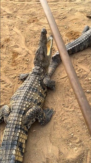 Crocodile Egg Harvest: Using a Shovel to Guide Crocs Away from Nest 👀