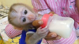 87K views · 1K reactions | Amazing Tiny Baby Monkey Lion Stand With One Leg Drinking Milk | Baby Lion | Facebook