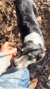 The working dogs of Galloping Goat Grazing. #targetedgoatgrazing #goatscaping #goatgrazing #prescibedgrazing #cowboymax | Galloping Goat Pumpkin Patch