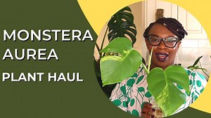 Monstera Aurea Plant Reveal – Rare Variegated Beauty Unveiled!