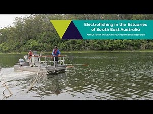 Electrofishing in Estuaries of South East Australia