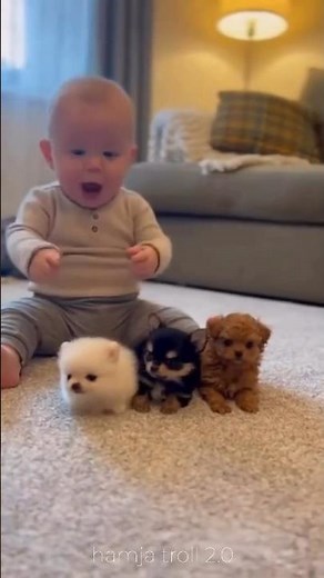 doge transformation 🙀