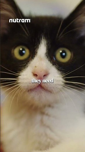 Tuxedo Cats: Fun Facts About These Stylish Felines 🐾 #shorts