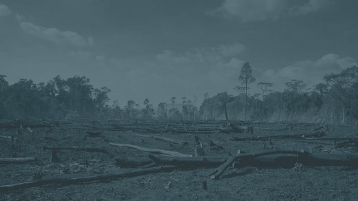 Déforestation : définition, causes et conséquences - Conservation Nature