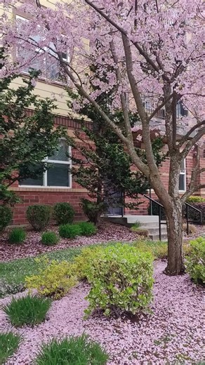 ✂️If you’re going to trim your trees, now is the time.✂️ 🌲Trees are still dormant. That means: ✔️ Less stress on the tree ✔️ Cleaner cuts ✔️ Stronger spring growth ✔️ Better structure before storm season Waiting until leaves are fully out can make trimming harder and less strategic. Late winter / early spring trimming sets your trees up to grow healthier and safer all year. If you’re in Walker County or surrounding areas and want your property ready before growth explodes — now’s the window. 📞