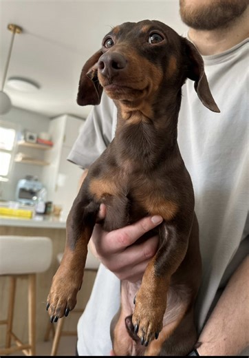 yes I threw the toy at mum🙂‍↔️ #dachshund #minidachshund #sausagedog #wienerdog #doxie mini dachshund funny, dachshund puppy, cute small dog videos, dachshund puppy names, pet outfit, dogbehavior, mini dachshund grown up, funny puppies moments, dogs sound trends , dashund puppy, my baby dog, all dogs, will dachshund puppy, what da dog doin, dachshund, dachshund puppy grown up, sausage dog, wiener dog, sebbythesausage, wiener man, hairless dachshund, mini dachshund, dachshund walking, Canadian t