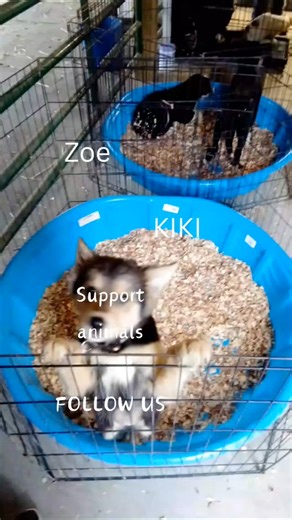 Discarded, unwanted, forgotten no more. See pets in desperate need of homes. Support by commenting, sharing, or donating to our nonprofit. Are you a cat or dog person? | Fur Ever Yours Dog Rescue