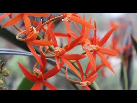 Plant Classification