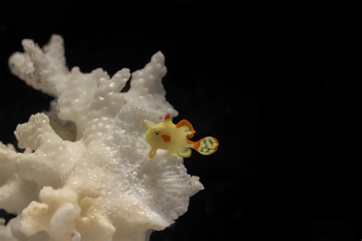 A Tiny “Walking” Fish Is a Big Breakthrough for Aquarium Science