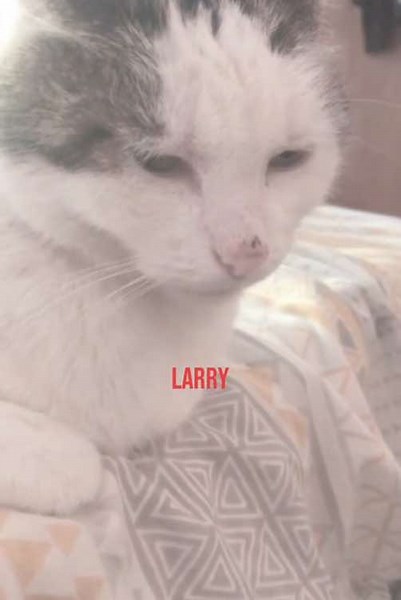 Larry. on TikTok