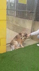 15K views · 1.3K reactions | Vogliamo mostrarvi una scena di vita...