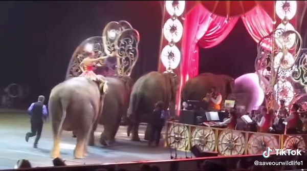End Circus Animal Abuse in France, Germany, Spain, Australia, and the USA