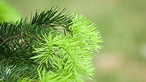 Abies Lasiocarpa Subalpine Fir Rocky Mountain: стоковое видео (без лицензионных платежей), 1091652585 | Shutterstock
