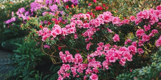 12 toxic plants you could be growing in your garden