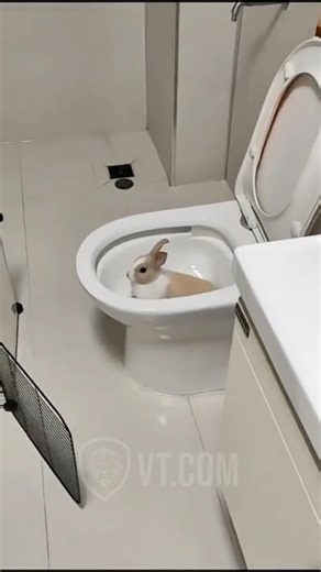 Funny Animal Compilation Pt.16 😂