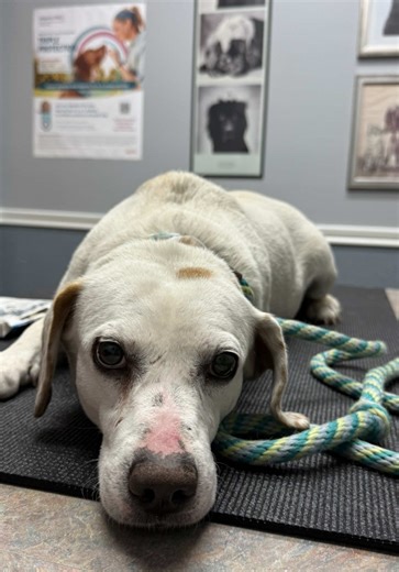 Friday was a long vet day for both of my foster kids. Thursday night when I got home, Jasper started having diarrhea, so it was time to head back to the vet for repeat bloodwork, a fecal, and more testing. He recently had Giardia, which can be such a stubborn thing to fully kick, so we’re waiting on those results. We did learn that he has arthritis in his knee and back, though, and we’ll be starting him on supplements to help keep him comfortable. Millie did great at the vet. I had to carry her 