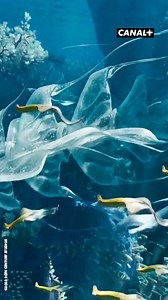 8.8K views · 195 reactions | Plongez dans le nouvel univers d’Avatar : la Voie de l’eau, dispo dès ce soir à 21H sur CANAL+  | CANAL+ | Facebook