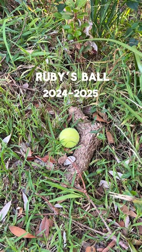 RIP…Missing Balls.. Gone but not forgotten 😳 My new Unmissaball is here. And it’s ball game-changing because this is the world’s first dog ball designed in the exact two colours dogs see most clearly; 440nm blue and 565nm yellow. Meaning they’ll actually find it on the longest fetch at the park or the beach. Well, no more excuses now anyway 🤣 Importantly, the Unmissaball is also made with ultra durable, 100% natural, non-abrasive rubber. So it won’t wear their teeth down like a tennis ball can