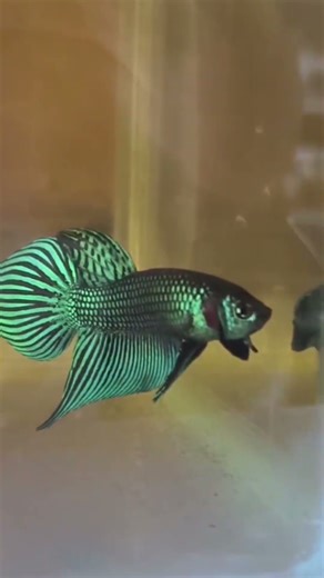 Alien Betta Display — High Quality Pattern#bettafish #betta