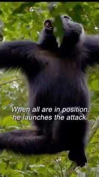 the knowledge behind how chimps Hunt #animalshorts #chimpanzee #monkey #africa