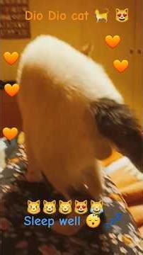 Dio my cat 🐈 😻