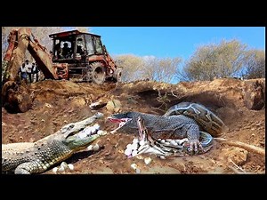 Survival Battle! What Do Crocodiles VS Pythons Do To Protect Eggs From The Komodo Dragon Craving It?