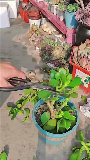 How to Prune a Jade Plant for Thick Trunks and Bushy Growth