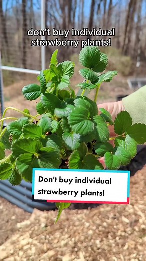 If you're wanting to start your own strawberry patch, definitely check out bare root options before buying individual plants. The price is so much better!! #strawberries #gardening #growyourownfood #gardentok