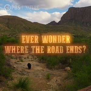 650K views · 1.1K reactions | Witness the wildlife and serene beauty of America’s Wild West. Narrated by Thomas Haden Church. | Nature | PBS | Facebook