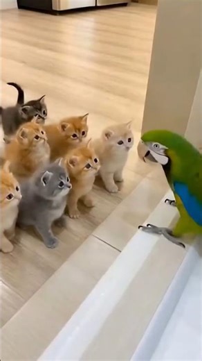 Parrot Teaches Kittens How to Meow