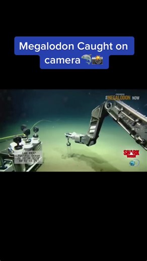#NikeShesBallin #creepy #fyp #scary #fypage #❤️ #megalodon