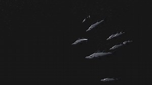 Quaternion And Matrix For Fish