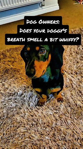 Got dogs with plaque buildup? Here's a game changer! These dental bones are our latest obsession. Unlike typical dental treats, these have an edible wrapping that stays intact while your dog chews. They contain algae to help dissolve plaque, plus a soft center that turns into a toothpaste-like texture once chewed. It's a delicious and effective way to keep your dog's teeth clean. Try these amazing dental bones now and see the difference! . . . #fyp #dentalbones @ProDen PlaqueOff #prodenplaqueoff