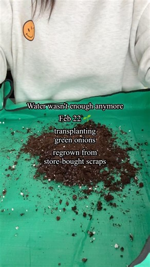 Moving Green Onions from Water to Soil 🌱