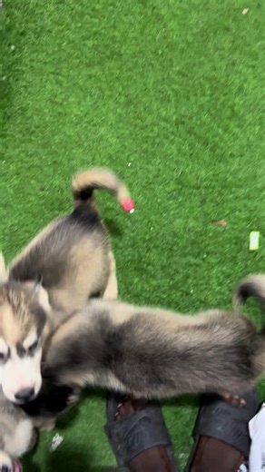 Charming Siberian Husky Puppies You'll Adore