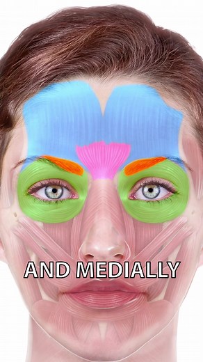 Understanding Eyebrow Position: Facial Muscles Anatomy Explained