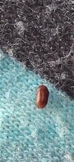 Little but destructive. #beetles #bugs #insects