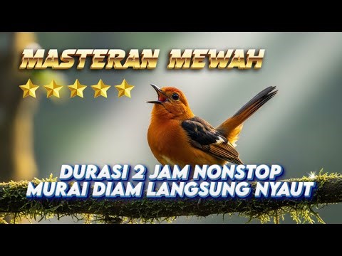 MASTERAN MURAI BATU FULL ISIAN TEMBAKAN MEWAH - TEMBAKAN SADIS - AUDIO JERNIH - BURUNG LOMBA